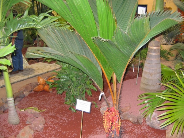 le-palmier-bleu à casablanca